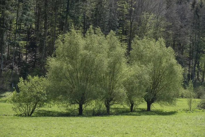 Framed Print : Willow Trees in Spring Print, Bavaria, Germany
