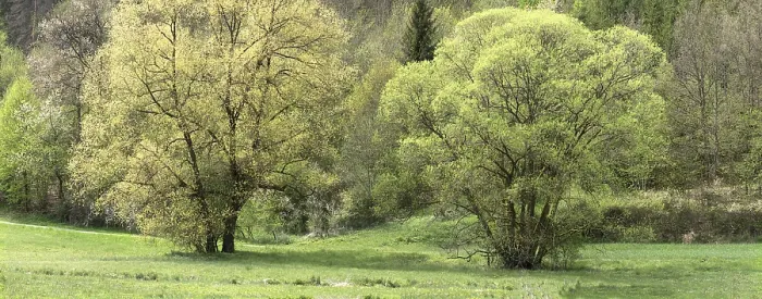 Framed Print : Willow Trees in Spring Print, Bavaria, Germany Framed Print : Willow Trees in Spring Print, Bavaria, Germany