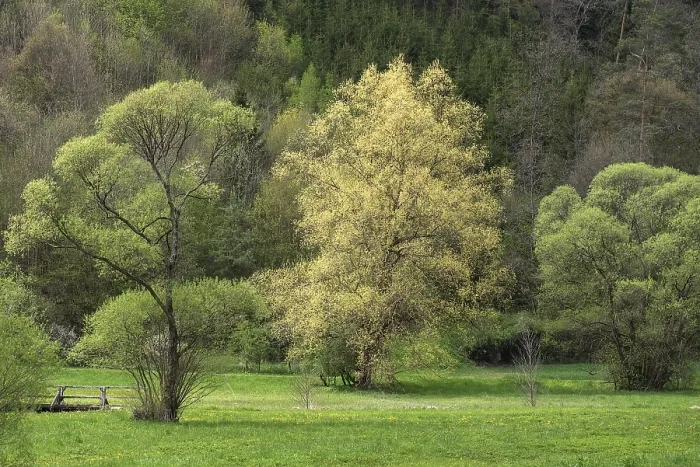Framed Print : Willow Trees in Spring Print, Bavaria, Germany Framed Print : Willow Trees in Spring Print, Bavaria, Germany