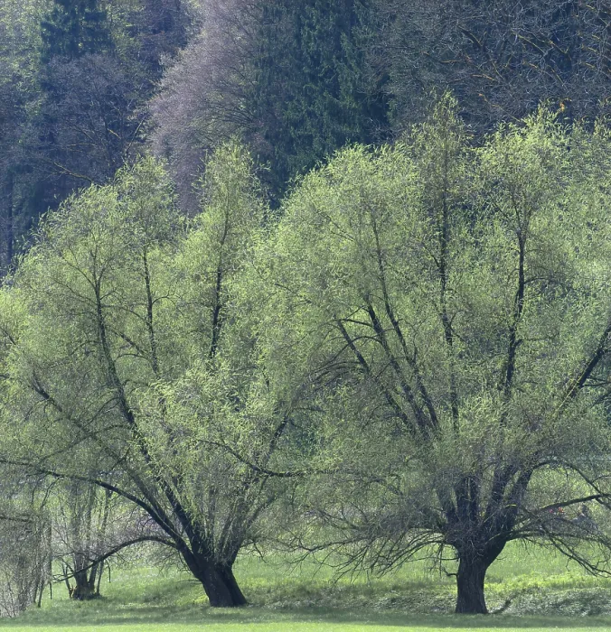 Framed Print : Willow Trees in Spring Print, Bavaria, Germany Framed Print : Willow Trees in Spring Print, Bavaria, Germany