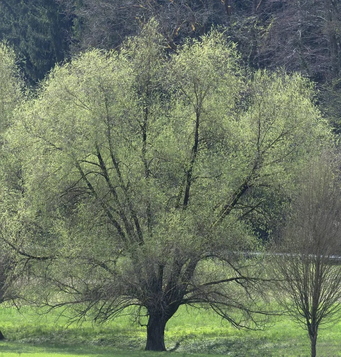 Framed Print : Willow Trees in Spring Print, Bavaria, Germany Framed Print : Willow Trees in Spring Print, Bavaria, Germany