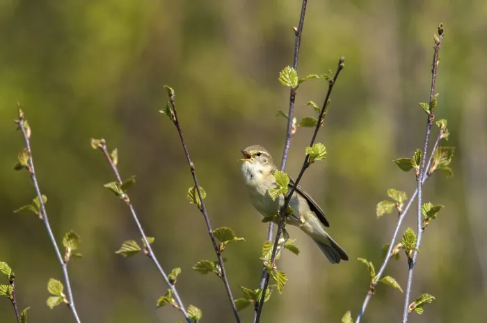 Framed Print : Willow Warbler Print, Phylloscopus Trochilus in Spring