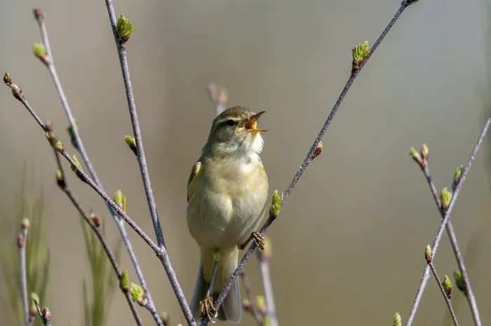 Framed Print : Willow Warbler Print, Phylloscopus trochilus in Spring Framed Print : Willow Warbler Print, Phylloscopus trochilus in Spring