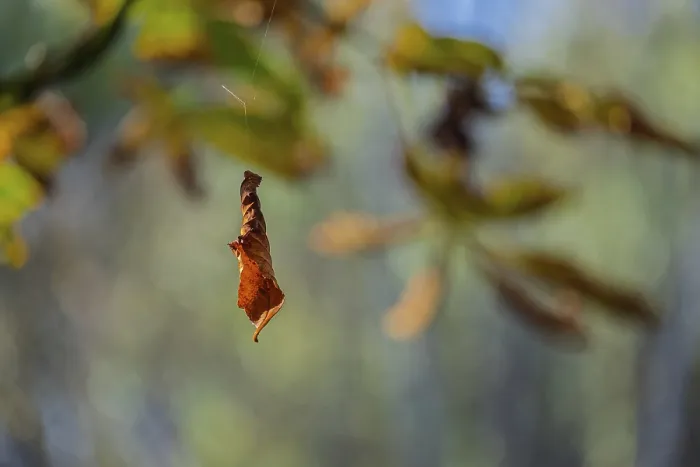 Framed Print : Wilted Leaf in Autumn, Munsterland Print Framed Print : Wilted Leaf in Autumn, Munsterland Print