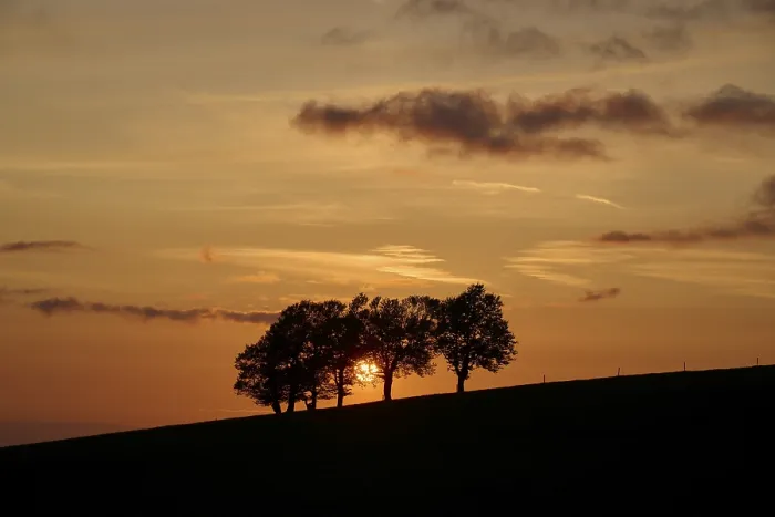 Framed Print : Wind beeches at sunset in spring Print, Germany Framed Print : Wind beeches at sunset in spring Print, Germany