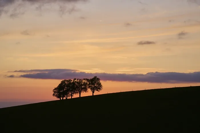 Framed Print : Wind beeches at sunset in spring Print, Schauinsland, Germany Framed Print : Wind beeches at sunset in spring Print, Schauinsland, Germany