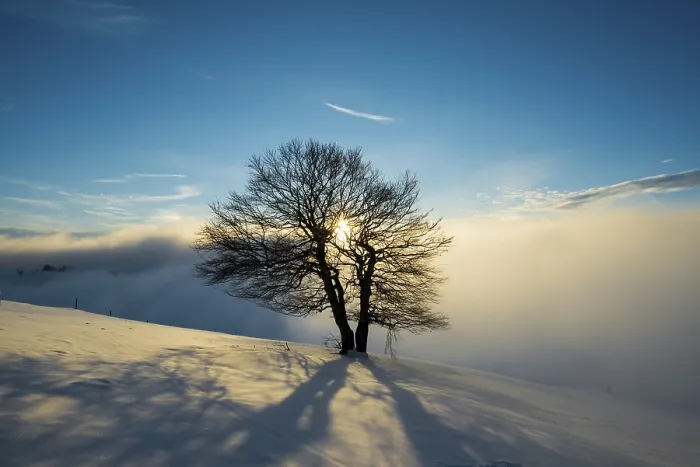 Framed Print : Wind-bent beeches at sunset in winter, Schauinsland print Framed Print : Wind-bent beeches at sunset in winter, Schauinsland print