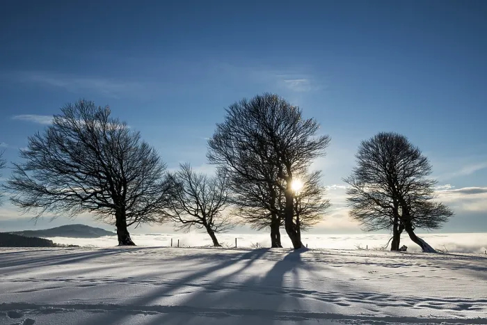 Framed Print : Wind-bent beeches at sunset in winter, Schauinsland print