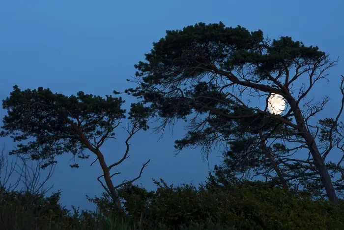Framed Print : Wind-blown Trees with the Moon, West Beach Print Framed Print : Wind-blown Trees with the Moon, West Beach Print