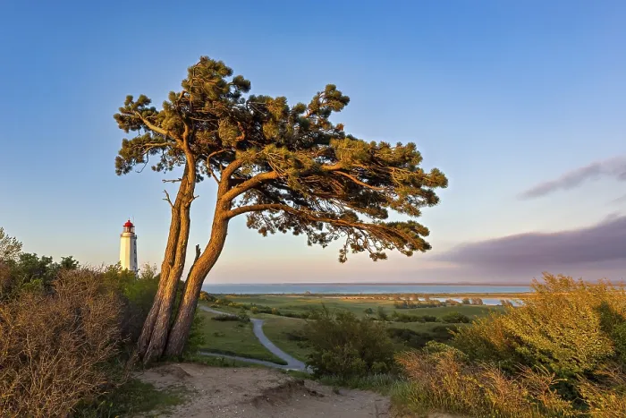 Framed Print : Wind van in the evening light on Hiddensee with the lighthouse Print Framed Print : Wind van in the evening light on Hiddensee with the lighthouse Print