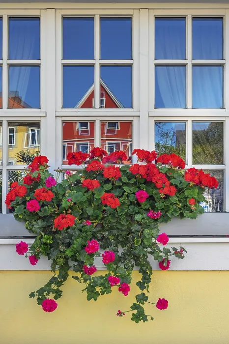 Framed Print : Window with Geraniums Print, Mindelheim, Bavaria, Germany Framed Print : Window with Geraniums Print, Mindelheim, Bavaria, Germany