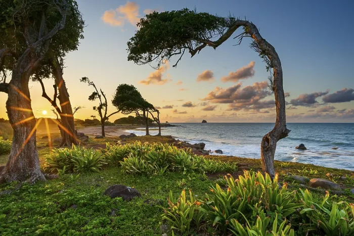 Framed Print : Windswept Tree Print, Guadeloupe Sunset Framed Print : Windswept Tree Print, Guadeloupe Sunset