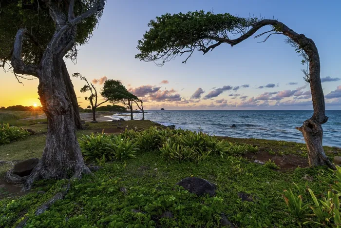 Framed Print : Windswept Tree Print at Pointe Allegre, Guadeloupe Framed Print : Windswept Tree Print at Pointe Allegre, Guadeloupe