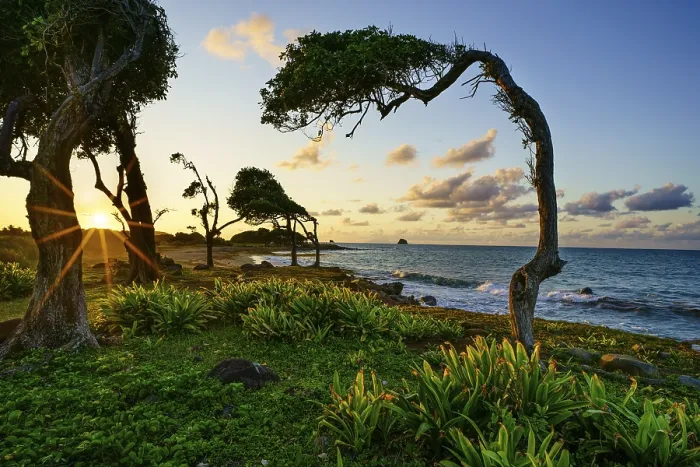 Framed Print : Windswept Tree Print, Pointe Allgre, Guadeloupe Framed Print : Windswept Tree Print, Pointe Allgre, Guadeloupe