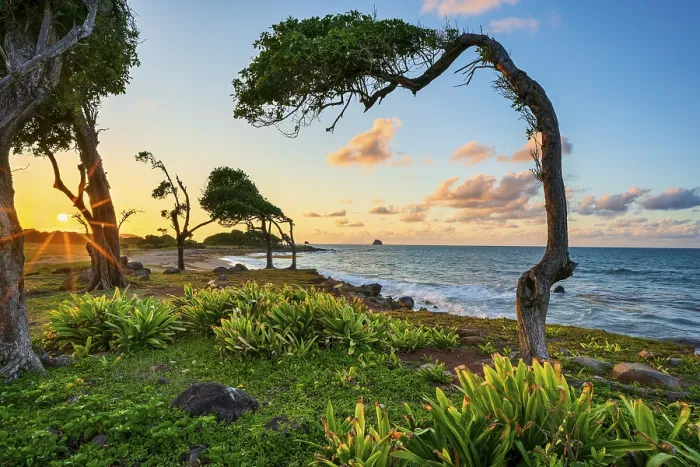Framed Print : Windswept Tree Print, Guadeloupe Sunset Framed Print : Windswept Tree Print, Guadeloupe Sunset