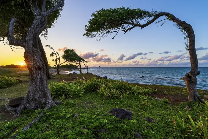 Framed Print : Windswept Tree Print at Pointe Allegre Sunset Framed Print : Windswept Tree Print at Pointe Allegre Sunset