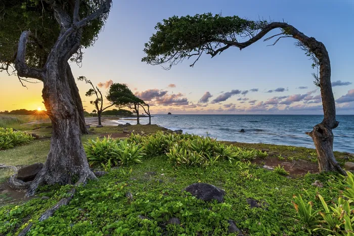 Framed Print : Windswept Tree Print, Pointe Allgre, Guadeloupe Framed Print : Windswept Tree Print, Pointe Allgre, Guadeloupe