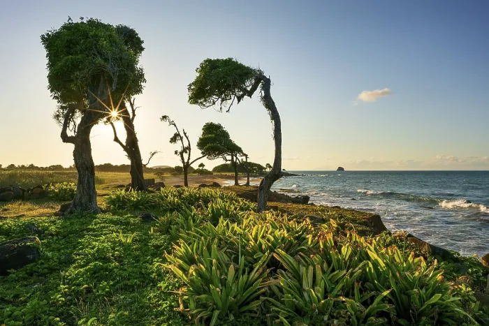Framed Print : Windswept tree Print at Pointe Allgre, Guadeloupe Framed Print : Windswept tree Print at Pointe Allgre, Guadeloupe