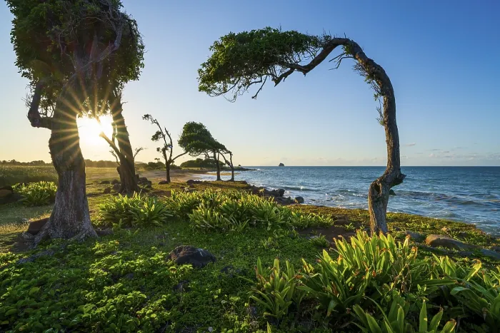 Framed Print : Windswept Tree Print at Sunset, Guadeloupe Framed Print : Windswept Tree Print at Sunset, Guadeloupe