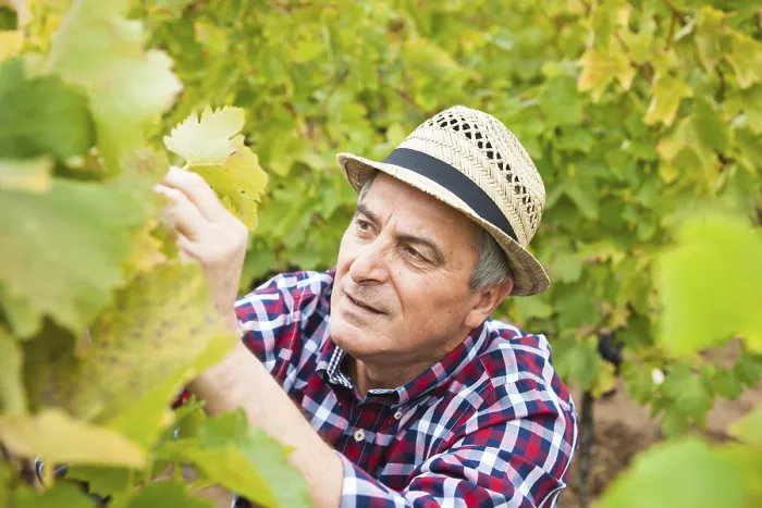 Framed Print : Winemaker Checking Vines in Vineyard Print Framed Print : Winemaker Checking Vines in Vineyard Print