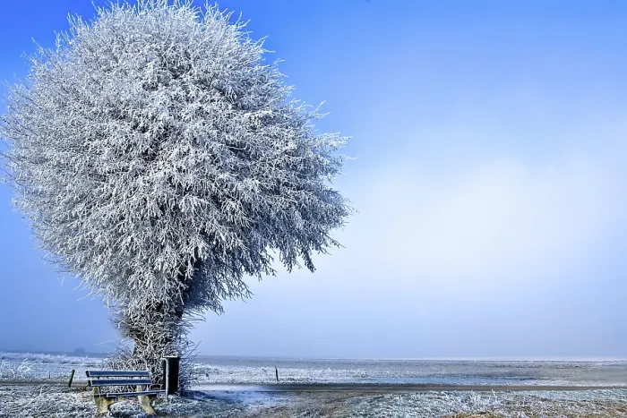 Framed Print : Winter Landscape Print: Single White Tree Under Ice Framed Print : Winter Landscape Print: Single White Tree Under Ice