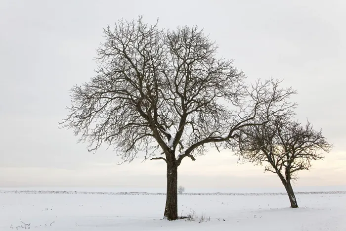 Framed Print : WinterTag Print Framed Print : WinterTag Print