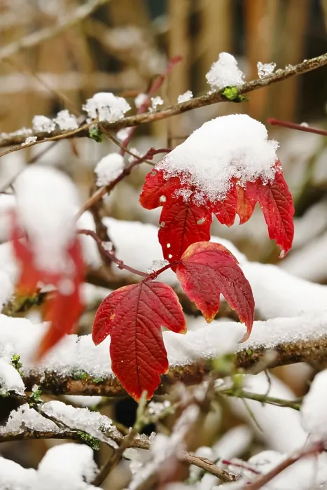 Framed Print : Wintertime, Leaf with Snow Print, Germany Framed Print : Wintertime, Leaf with Snow Print, Germany