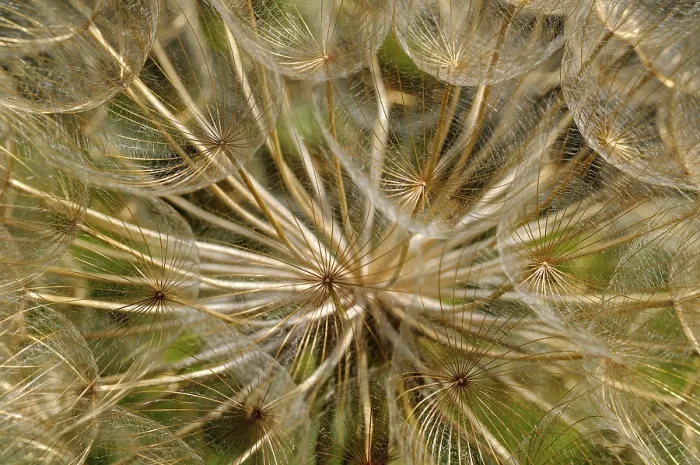 Framed Print : Withered Apiaceae (Apiaceae spec.) Print Framed Print : Withered Apiaceae (Apiaceae spec.) Print