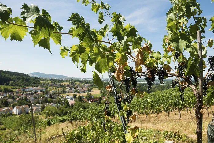 Framed Print : Withered Vines Print, Freiburg Vineyard, Climate Change Framed Print : Withered Vines Print, Freiburg Vineyard, Climate Change