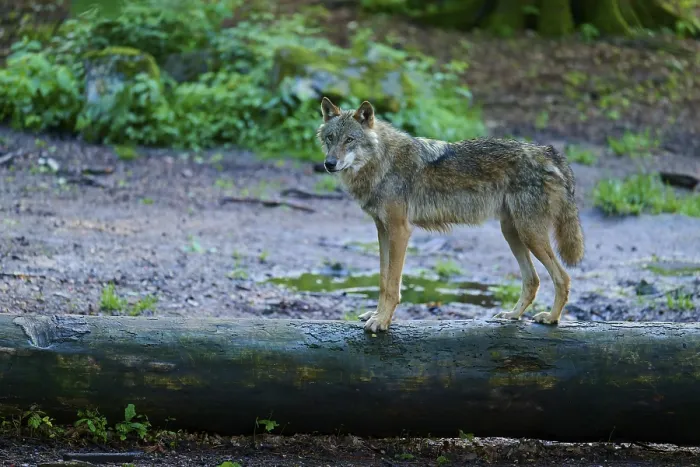 Framed Print : A Wolf Balancing on a Tree Trunk Print Framed Print : A Wolf Balancing on a Tree Trunk Print