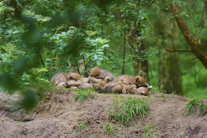 Framed Print : Wolf cubs sleeping together on a mound in the forest, Print Framed Print : Wolf cubs sleeping together on a mound in the forest, Print
