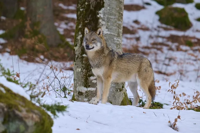 Framed Print : Wolf in Snow, Germany Print Framed Print : Wolf in Snow, Germany Print