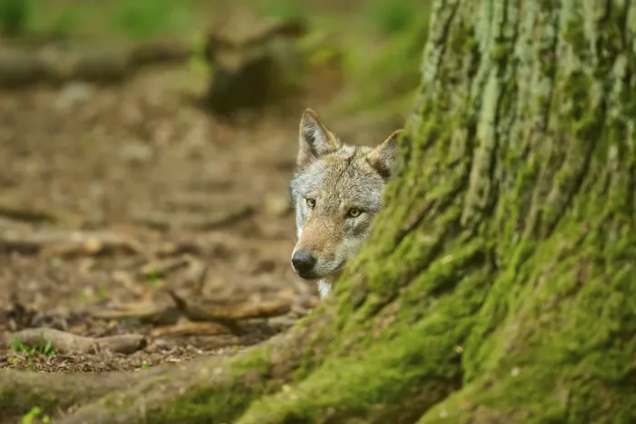 Framed Print : Wolf Peeking Out from Behind a Tree Forest Floor Print Framed Print : Wolf Peeking Out from Behind a Tree Forest Floor Print