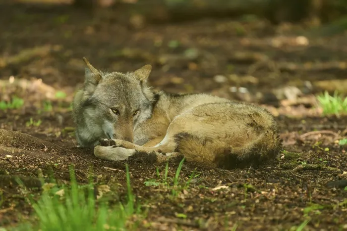 Framed Print : A Wolf Resting in a German Forest Print