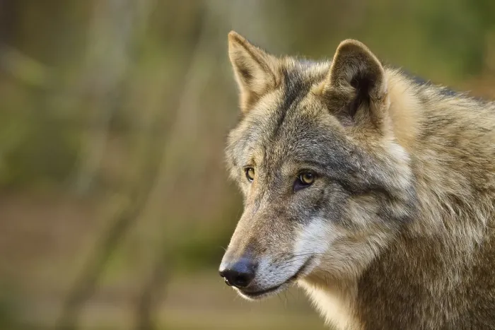 Framed Print : Wolf Print - Concentrated Expression, Germany Framed Print : Wolf Print - Concentrated Expression, Germany