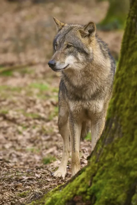 Framed Print : Wolf in German Forest - Print Framed Print : Wolf in German Forest - Print