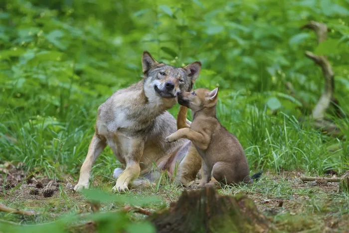 Framed Print : Wolf and Wolf Cub Print, German Forest Scene Framed Print : Wolf and Wolf Cub Print, German Forest Scene