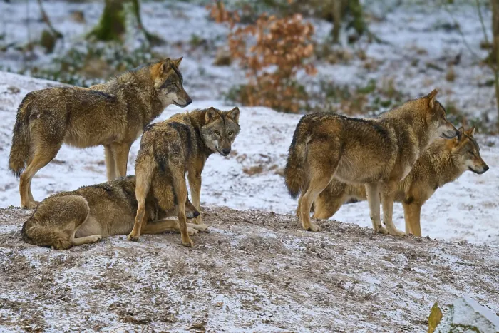 Framed Print : Five Wolves on a Hill Winter Landscape Print Framed Print : Five Wolves on a Hill Winter Landscape Print
