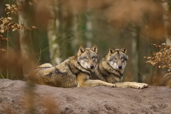 Framed Print : Two Wolves in Forest Print - Germany Framed Print : Two Wolves in Forest Print - Germany
