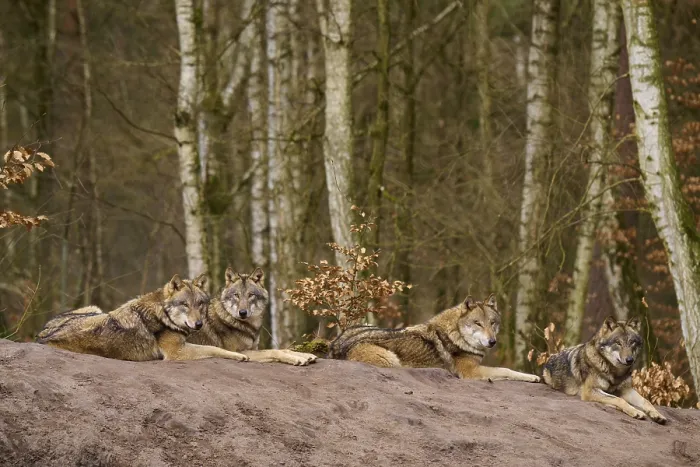 Framed Print : Four Wolves on a Mound Print, Germany