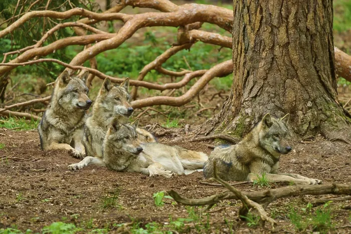 Framed Print : Four wolves resting together in the forest Print, Germany