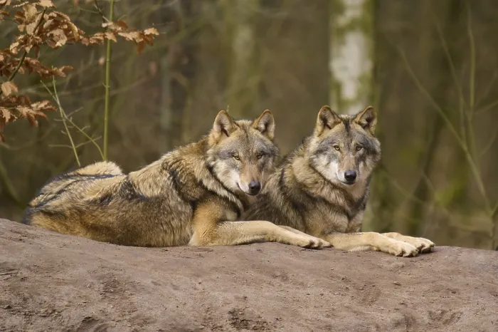Framed Print : Two Wolves Resting Print, Wolf (Canis lupus), Germany Framed Print : Two Wolves Resting Print, Wolf (Canis lupus), Germany