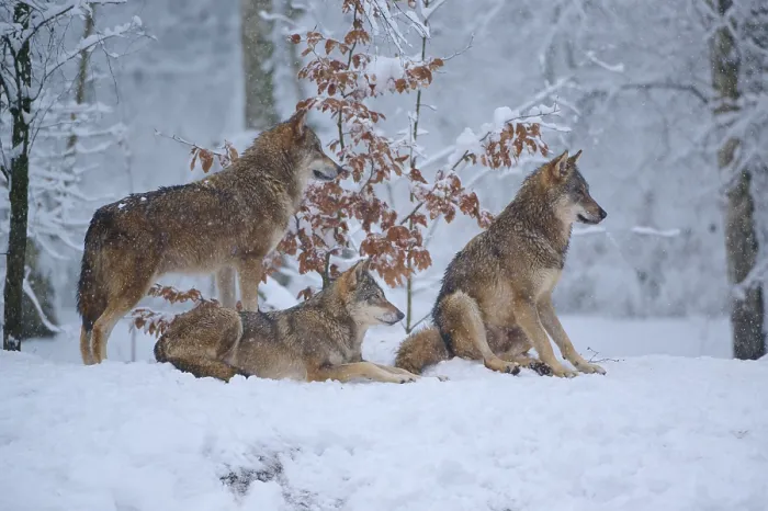 Framed Print : Three Wolves in Winter Landscape Print, Germany