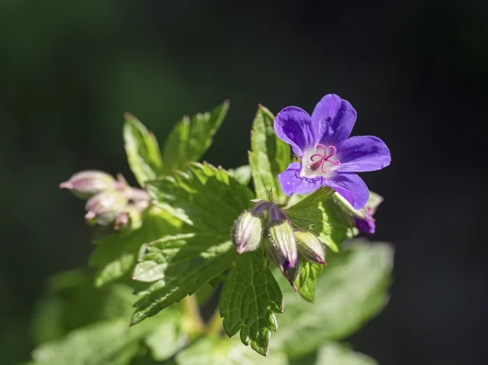 Framed Print : Wood Cranesbill Print, Gislahellir, Vestfirir, Iceland Framed Print : Wood Cranesbill Print, Gislahellir, Vestfirir, Iceland