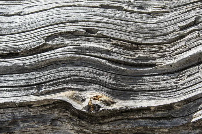 Framed Print : Wood Structure of a Dead Tree Print Framed Print : Wood Structure of a Dead Tree Print