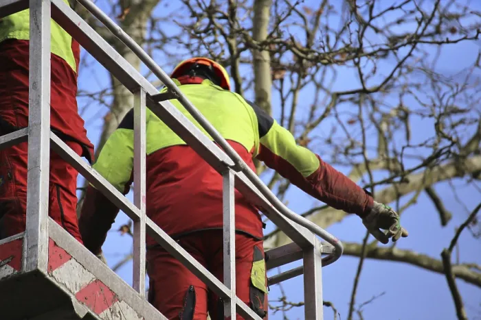 Framed Print : Workers on a work platform pruning trees Print