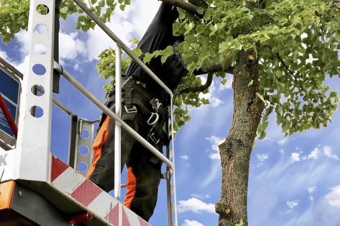 Framed Print : Workers on a work platform pruning trees Print