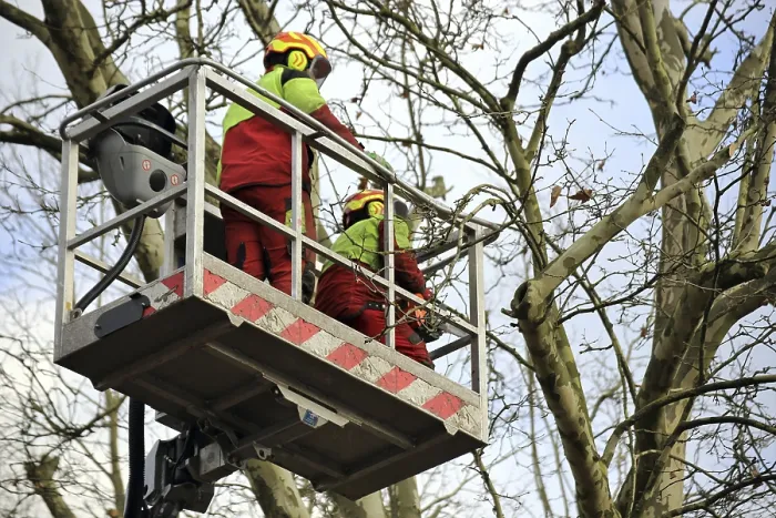 Framed Print : Workers on a work platform pruning trees Print Framed Print : Workers on a work platform pruning trees Print