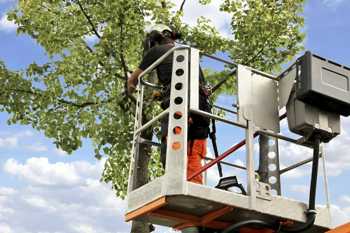 Framed Print : Workers on a work platform pruning trees Print