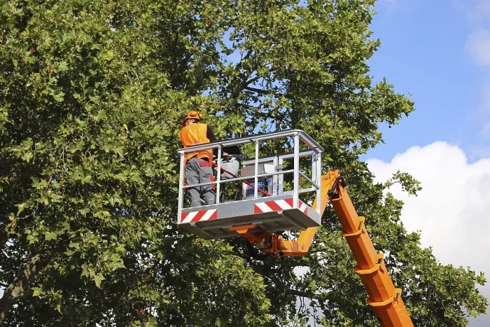 Framed Print : Workers on a work platform pruning trees Print Framed Print : Workers on a work platform pruning trees Print